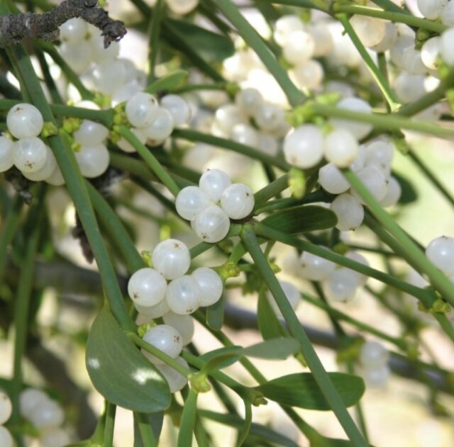 le Gui, plante sauvage de l'hiver