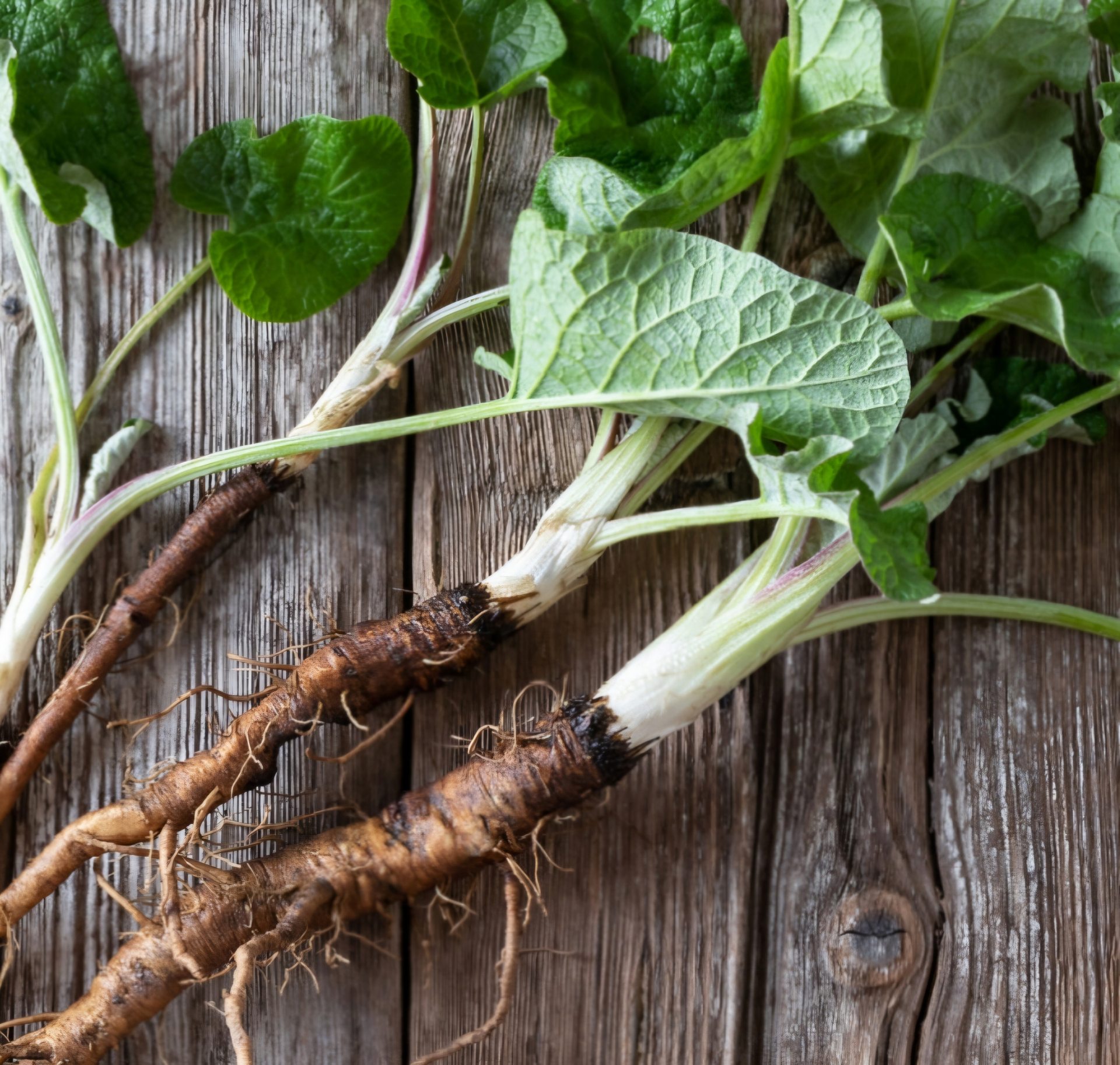 photo racine bardane